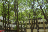 College of Engineering Mumbai01.jpg