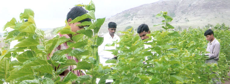 Agriculture