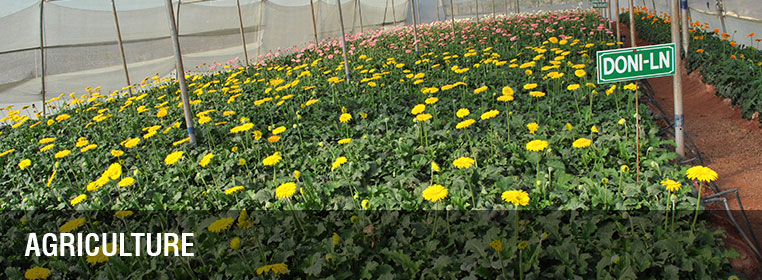 Agriculture